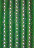 Cactus _DSC9504  sRGB-01.jpg