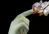 Touching the beauty