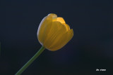 Easter Tulip