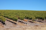 DSC_2390.JPG