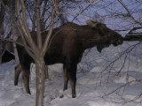 Moose1.jpg