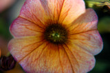 DSC_3072color.jpg