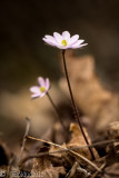 Petites fleurs printanires mergent du sous bois_Small spring flowers emerge from the undergrowth
