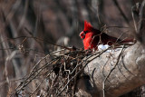 Cardinal Rouge_Northern Cardinal