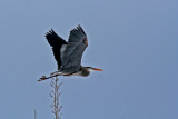 Grand Hron_Great Blue Heron