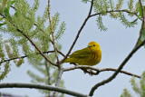 Paruline Jaune_Yellow Warbler