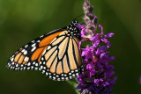 Papillon_Monarch_Butterfly