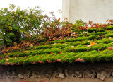 roof in aloxe Corton