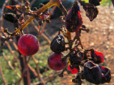 forgotten grapes