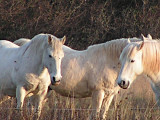 camargue