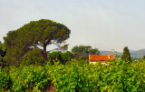 vers Saint Andr de Sangonis