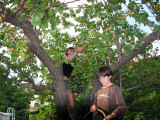 Apricot Harvest