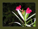 oleander