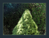 greens