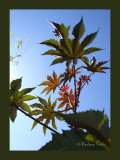 Ricinus communis zanzibariensis