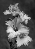 Gladiolus