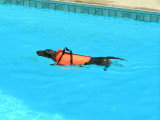 SWIMMING HOUND