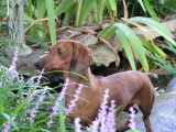 DOG IN THE POND