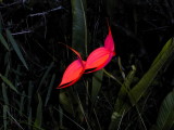 inka orchid