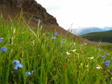 alpine wildflowers