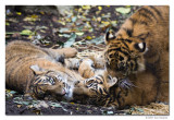 Tiger Cub 4