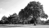 London Hyde Park