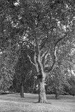 My walk arround Hyde Park in London August 2006 in BW