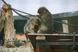 Attica Zoological Park 2006