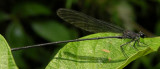 Bryoplathanon globifer