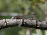 Sympecma fusca