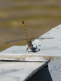 Progomphus intricatus?