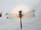 Orthemis attenuata