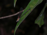 Hetaerina male