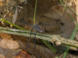 Uracis imbuta