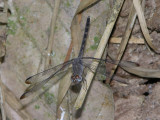 Uracis imbuta