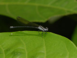 female