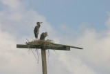 birds on t-pole