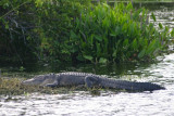 Gator Waiting for the Sun