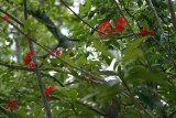 Green Leaves Red Blossoms