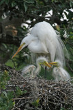 Great Egret and Chicks