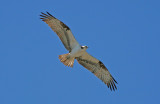 Osprey In Flight