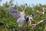 Great Blue Heron Taking Off