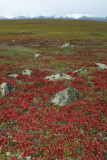 Arctic Tundra, Brooks Range AK