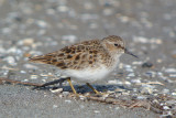 Least Sandpiper ( Calidris minutilla )