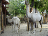 Zoo Camels 1_sm.jpg