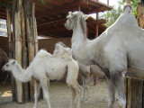 Zoo Camels 2_sm.jpg