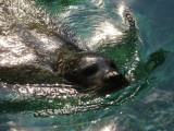 Zoo Sea Lion_sm.jpg