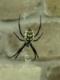 Spider L594