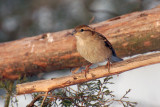 Female House Sparrow (Passer Domesticus)