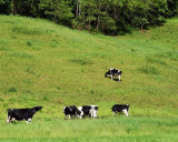 Vermont Jersey Cows Making Ben & Jerrys Ice Cream ...
